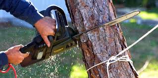 Best Tree Risk Assessment  in Pulaski, VA