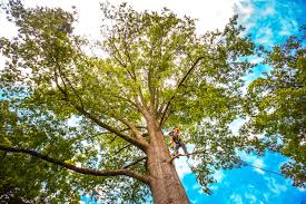 Best Lawn Renovation and Restoration  in Pulaski, VA