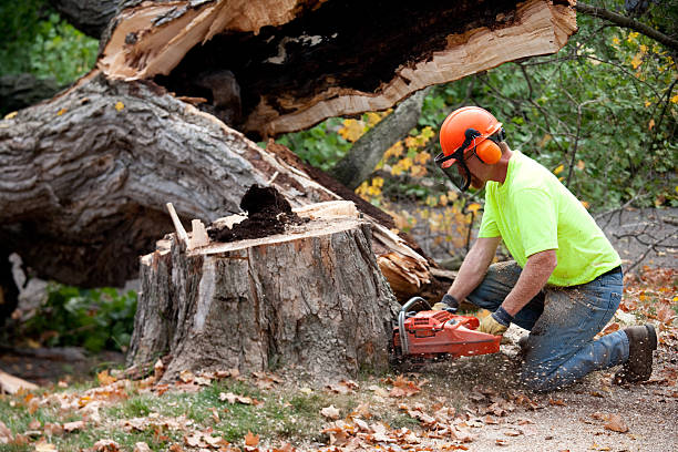 Best Seasonal Cleanup (Spring/Fall)  in Pulaski, VA